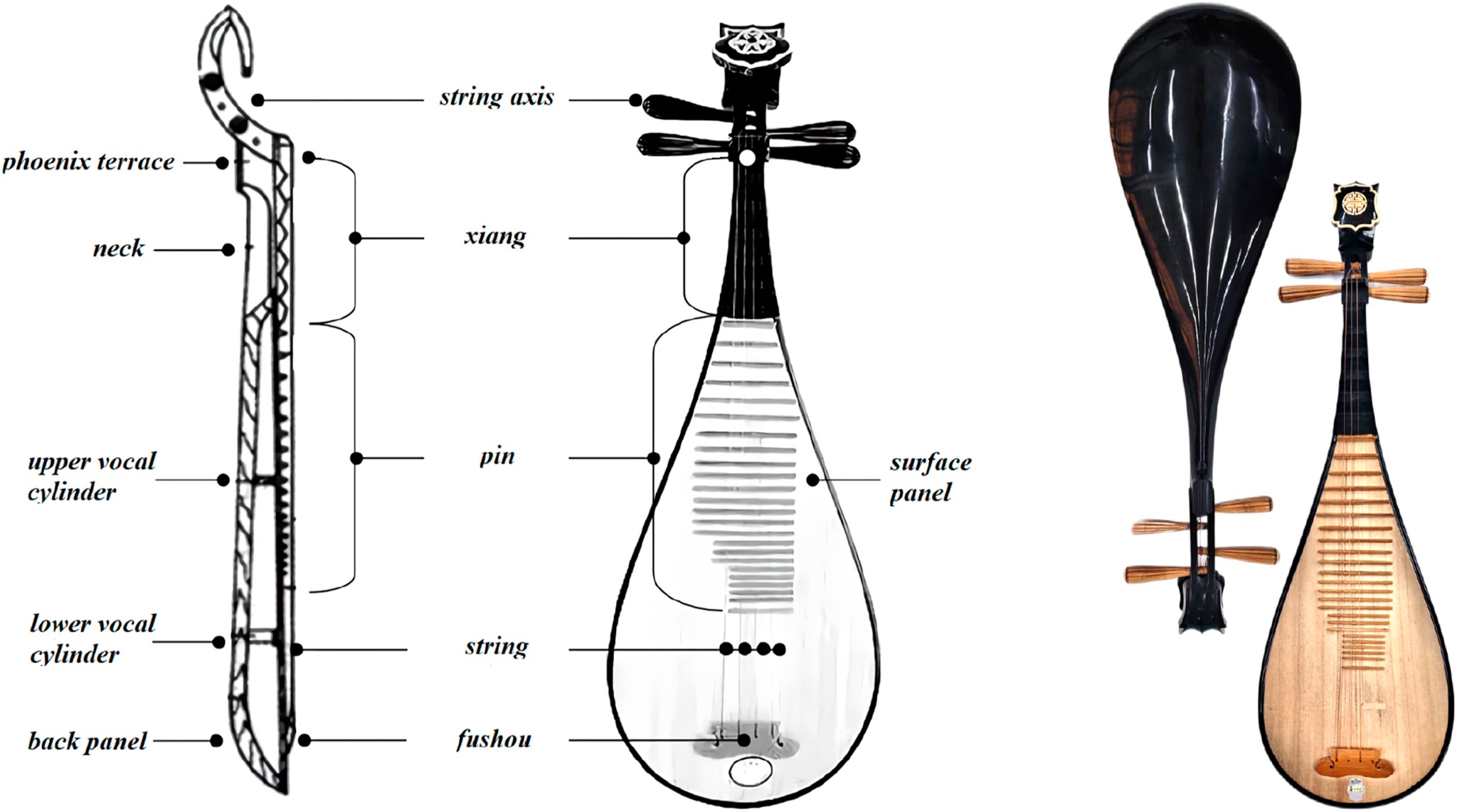 Pipa anatomy diagram